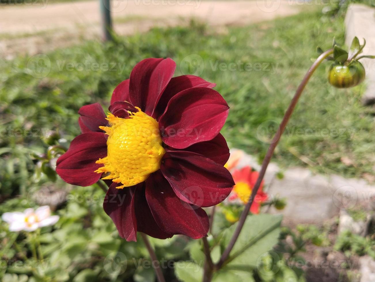 red dahlia natural flower best looking photo