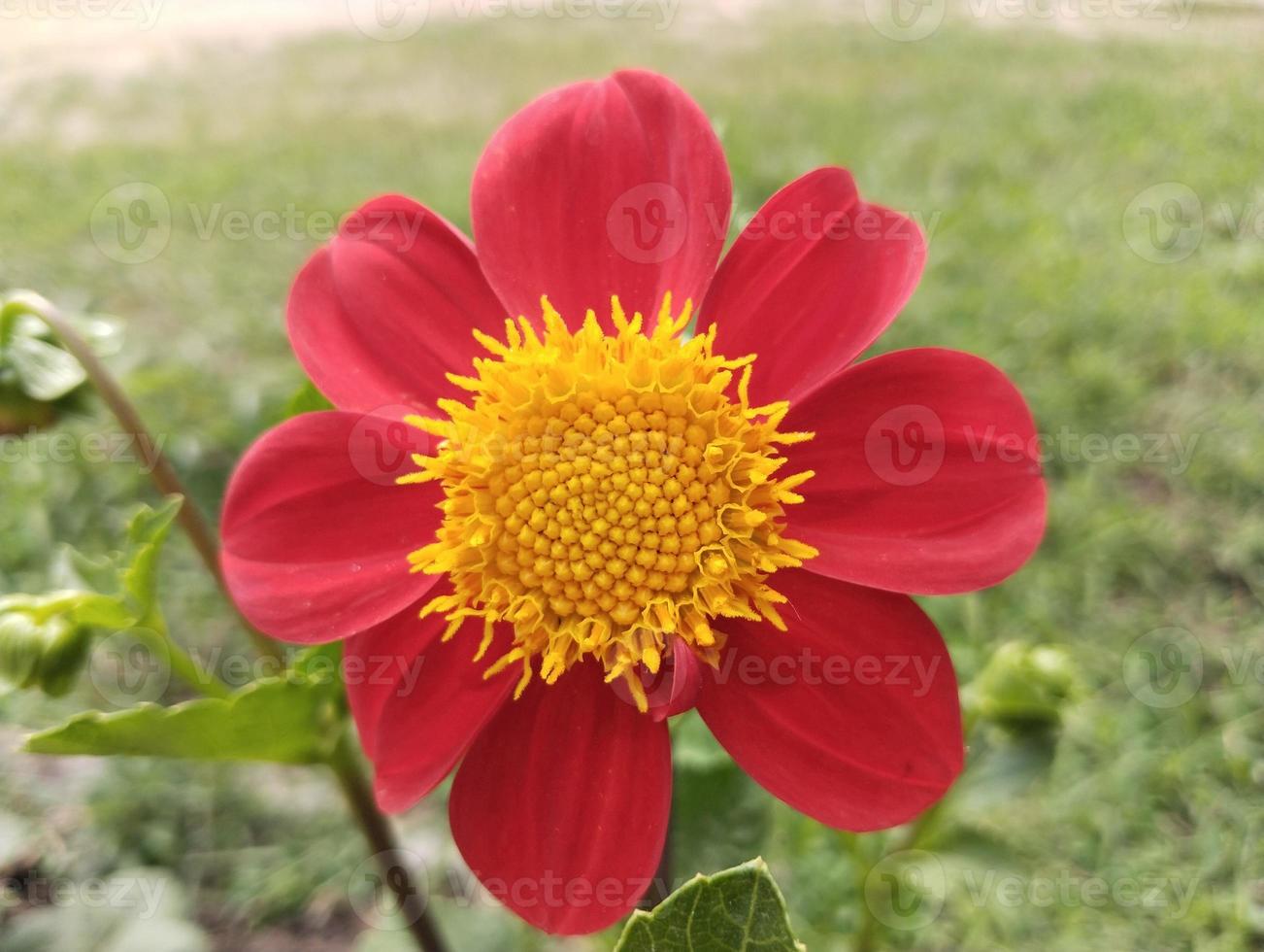 red dahlia natural flower beautiful picture photo