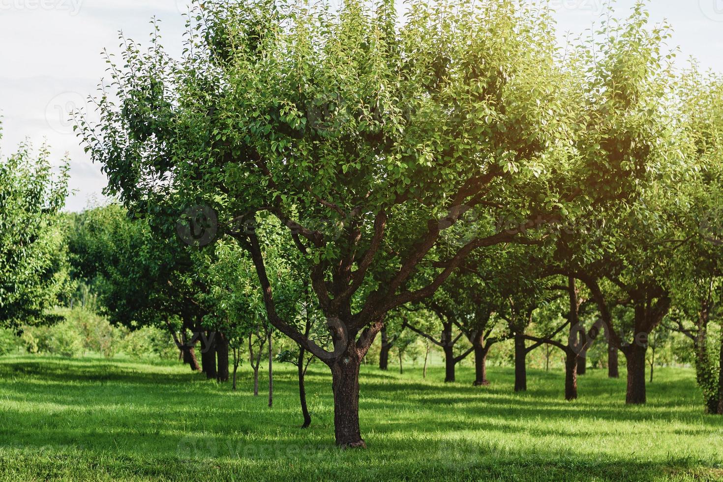 lines of pear trees in summer orchard photo
