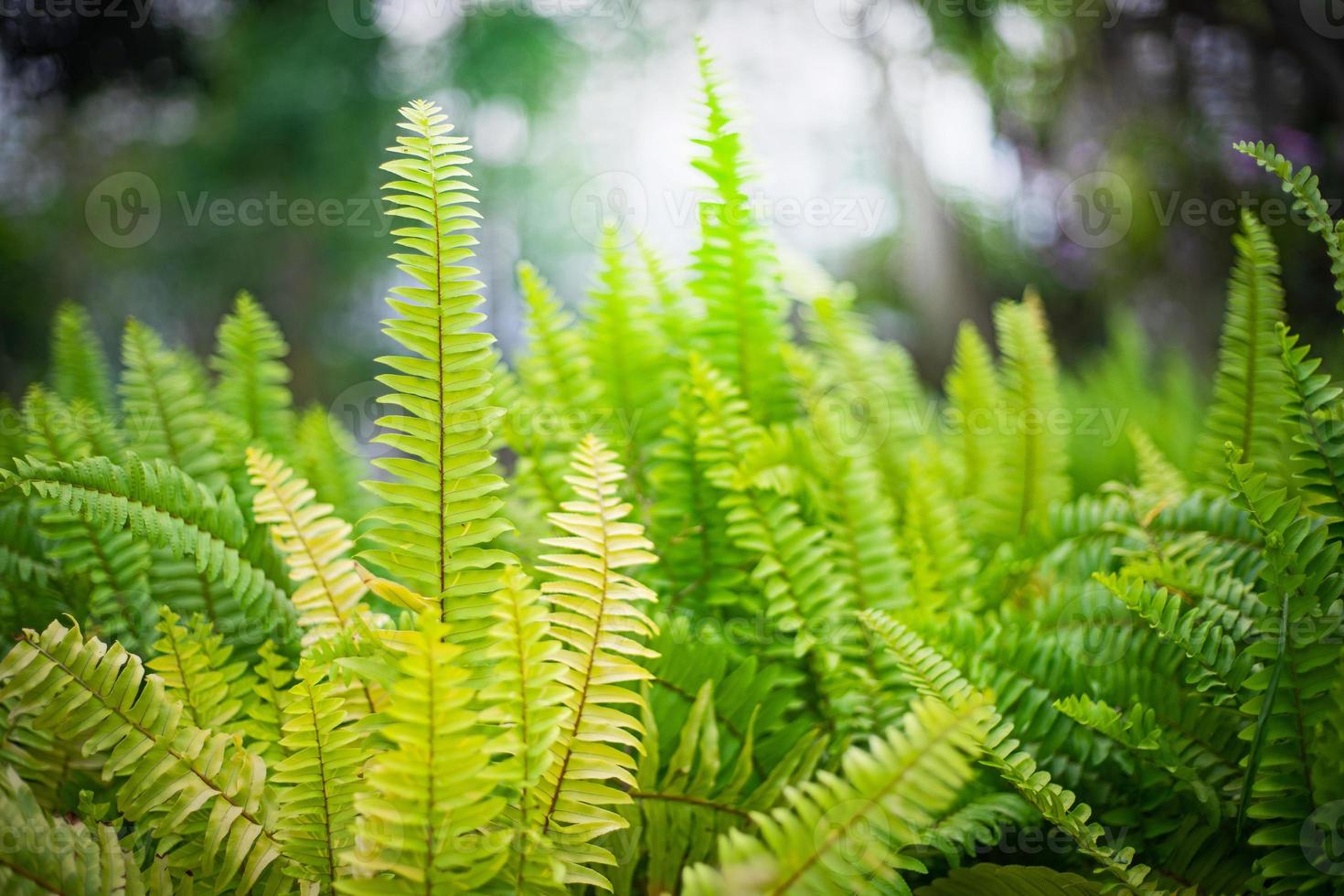 Leaves plant in park with light photo