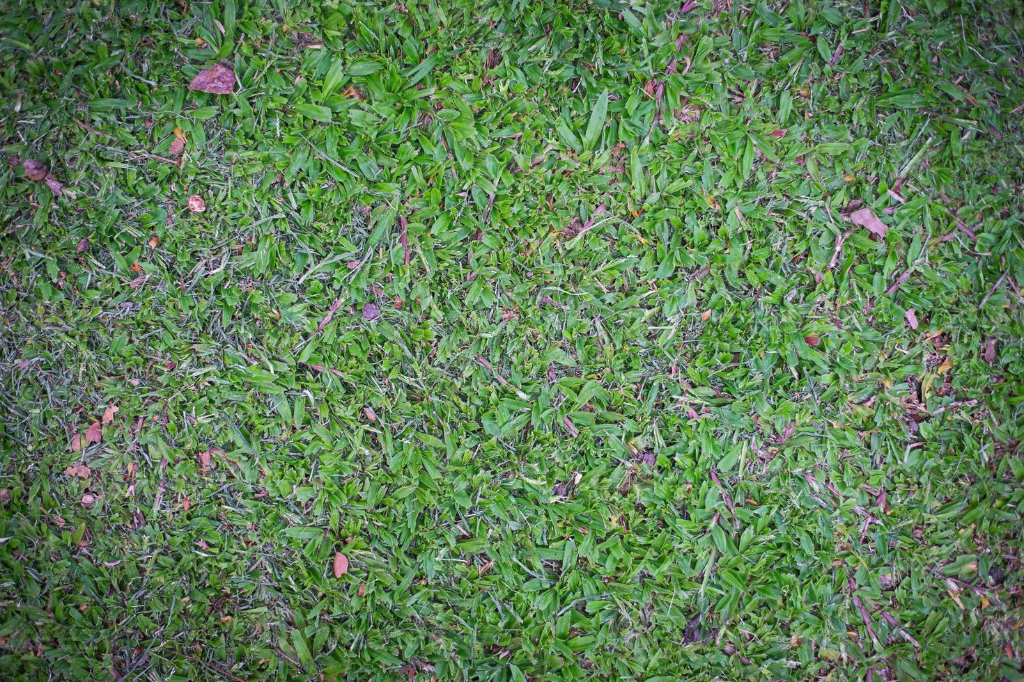 Green glass texture background in park photo