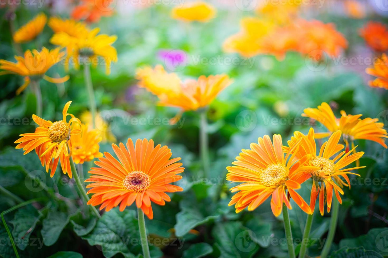 Close up gerbera flower in park photo