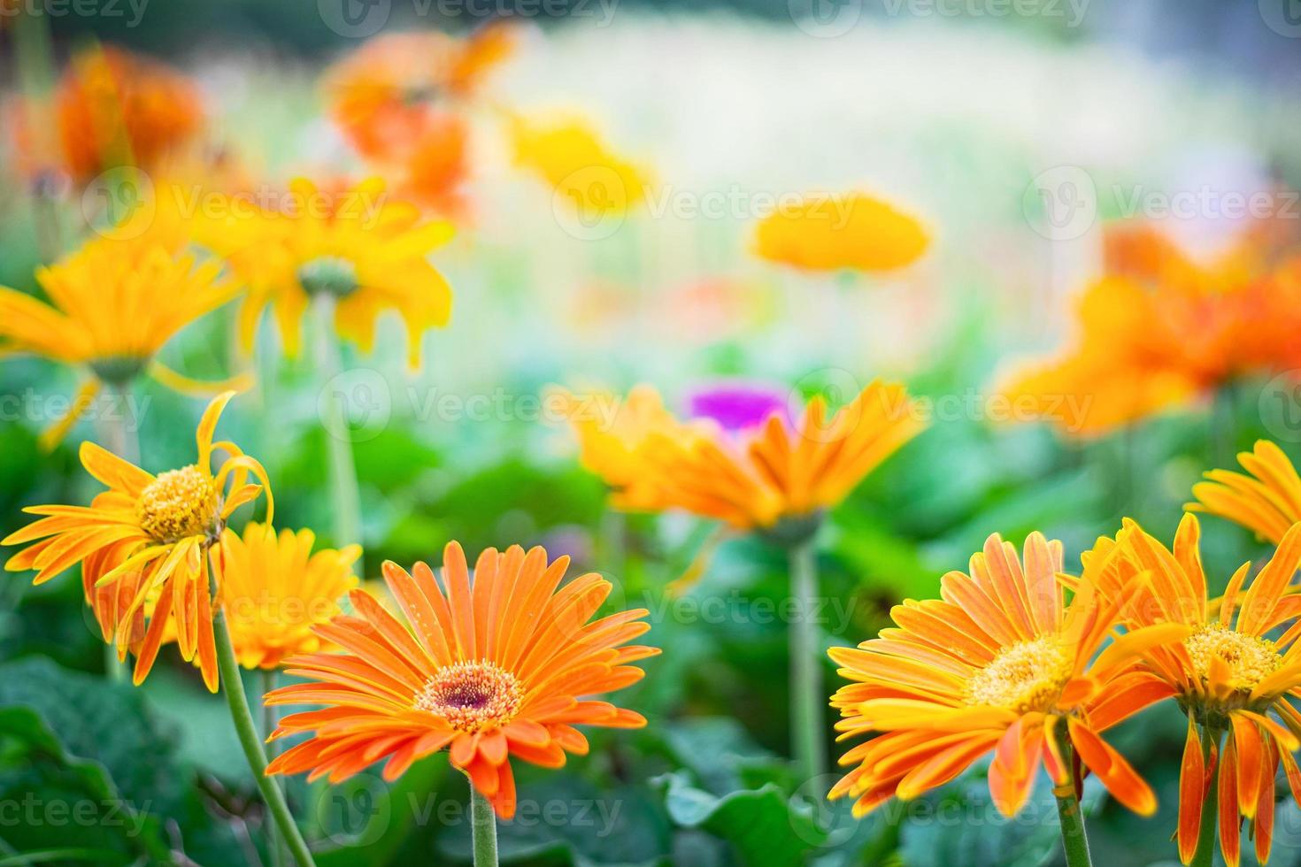 Close up gerbera flower in park photo