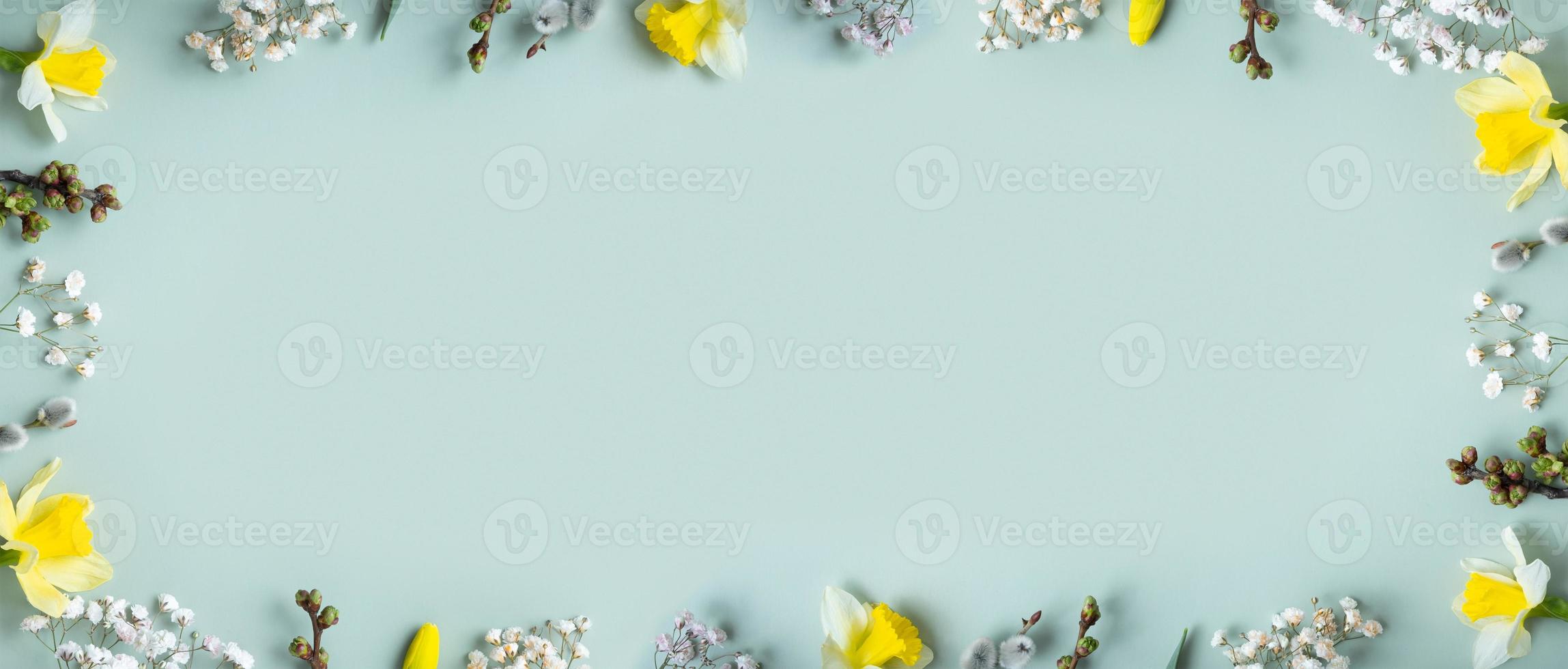 Spring banner with flat lay floral composition on pastel green background with copy space. Daffodils and willow top view photo