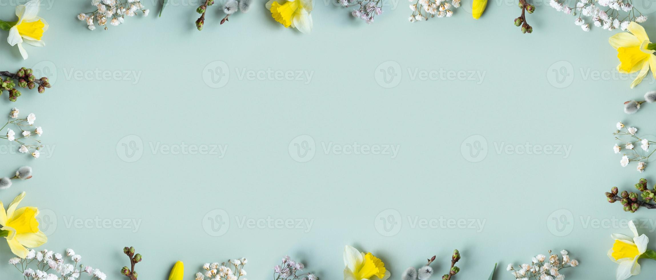 Spring banner with flat lay floral composition on pastel green background with copy space. Daffodils and willow top view photo