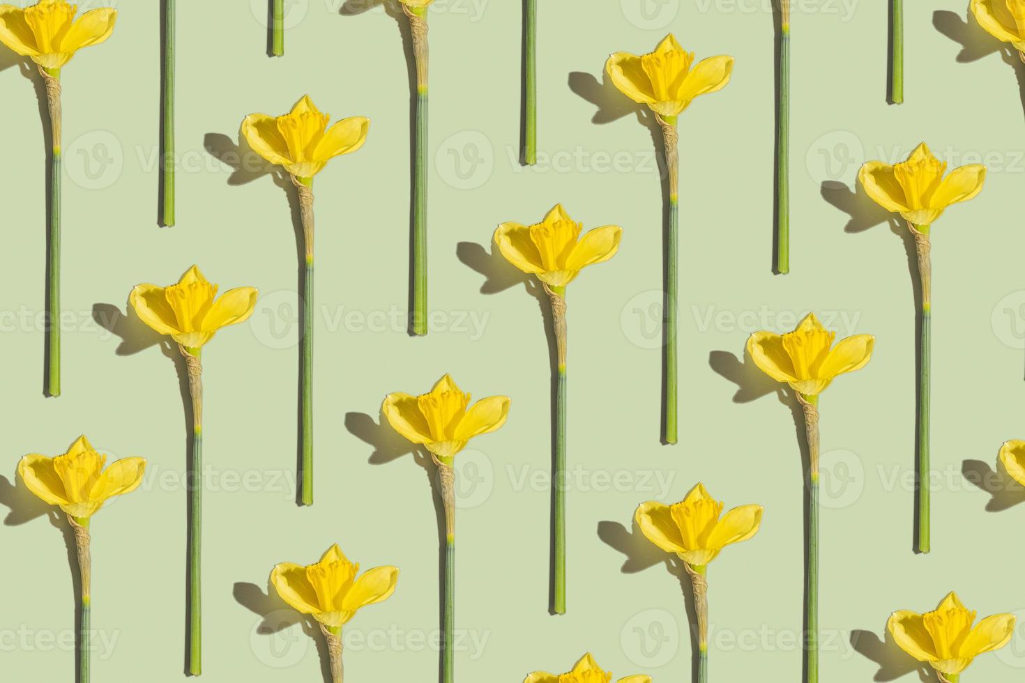 Daffodils flower pattern on green background. Spring time concept photo
