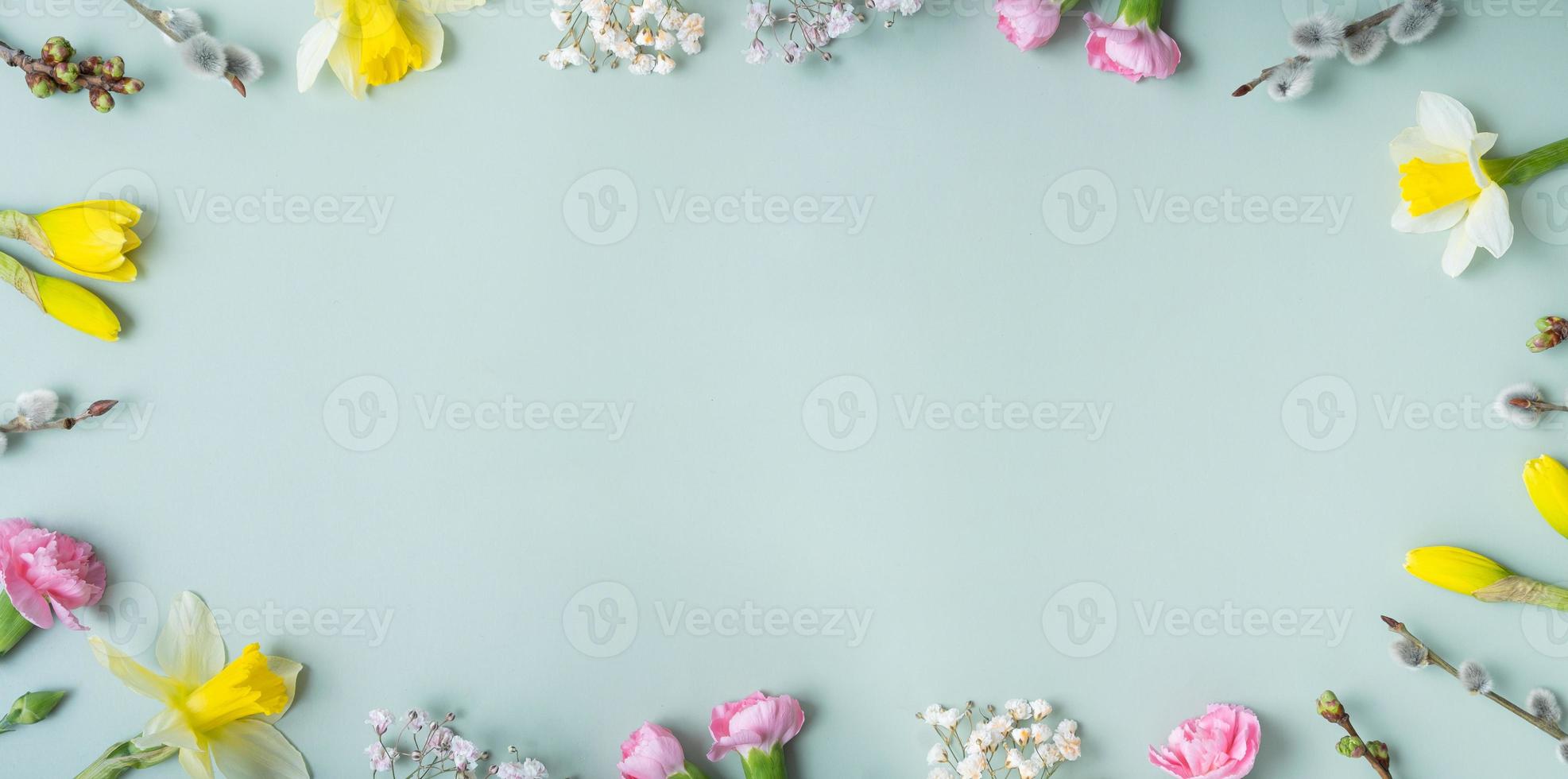 Spring flowers banner flat lay frame composition on colored background with copy space. Daffodils and willow with carnations top view photo