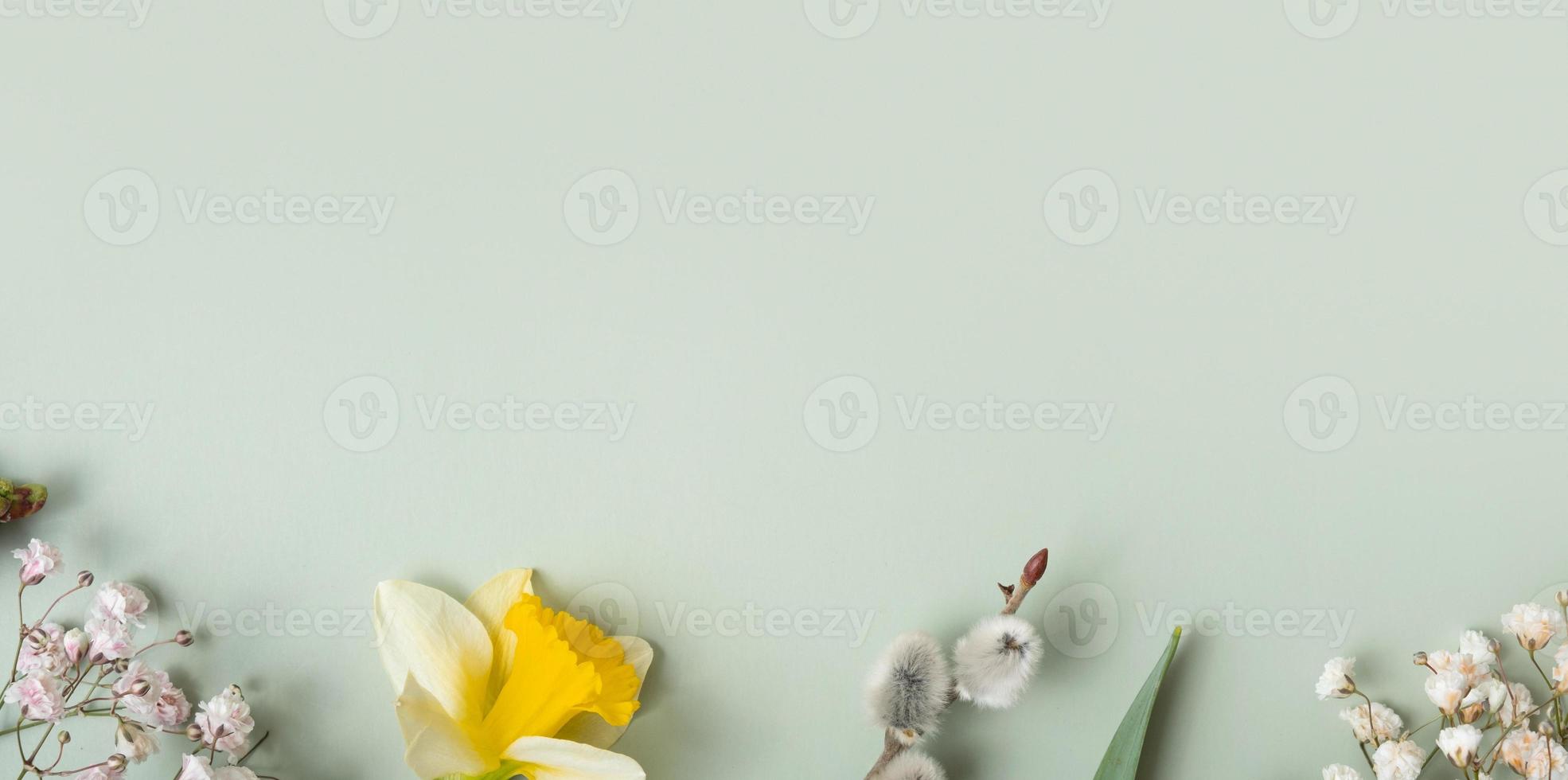 Spring flowers banner flat lay composition on pastel green background with copy space. Daffodils and willow top view photo