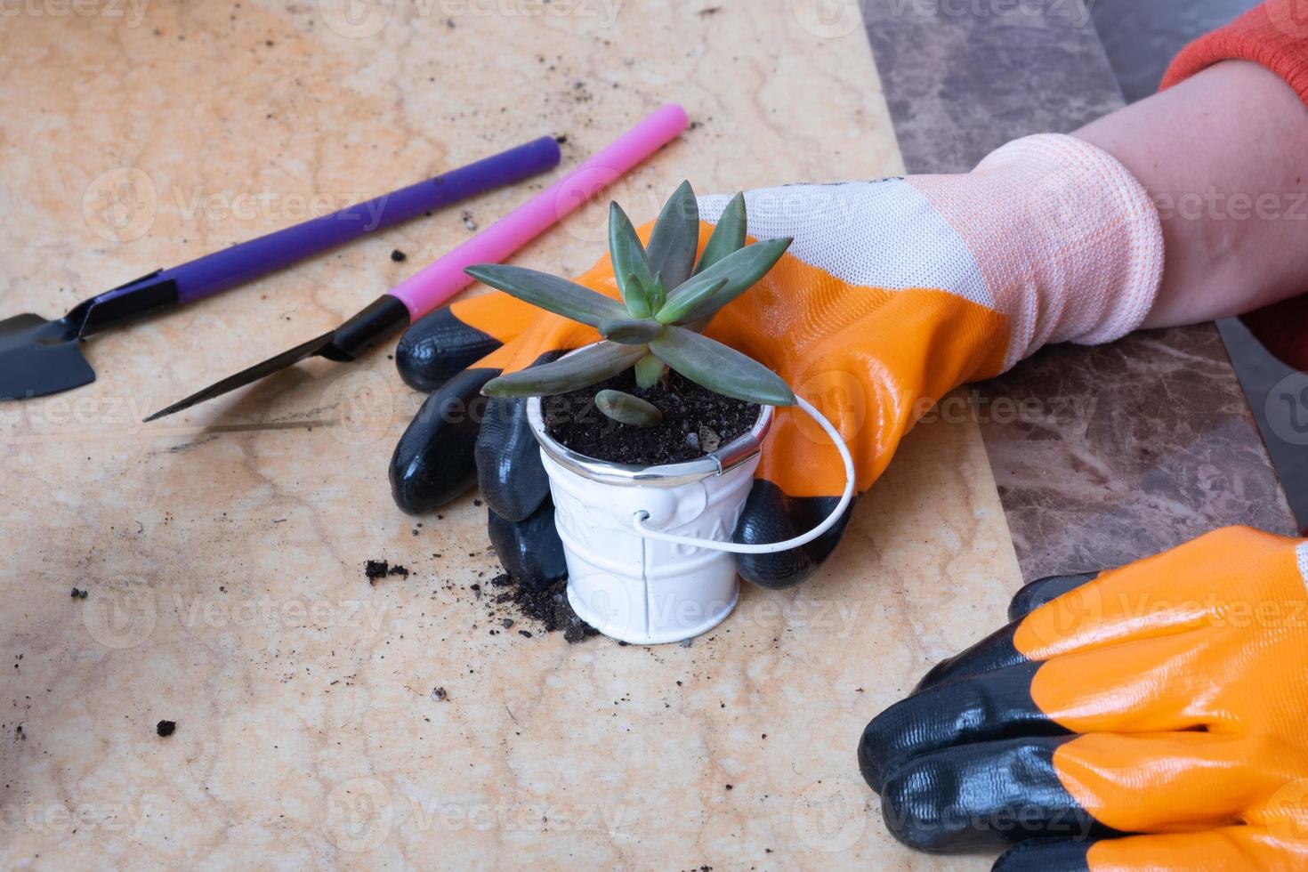 Hands in garden gloves planting succulents in new flower pots. The process of home planting photo