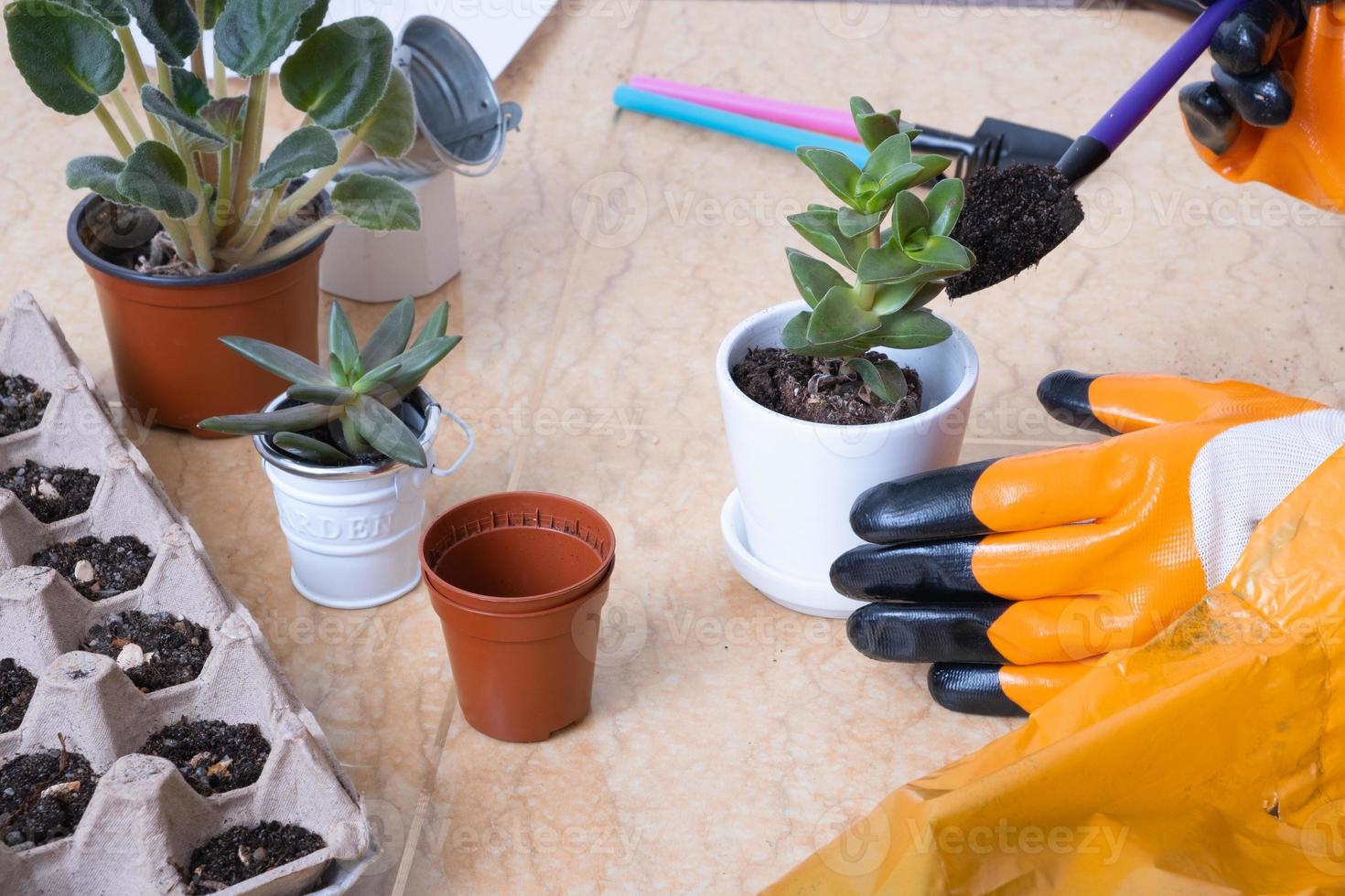 Hands in garden gloves planting succulents in new flower pots. The process of home planting photo
