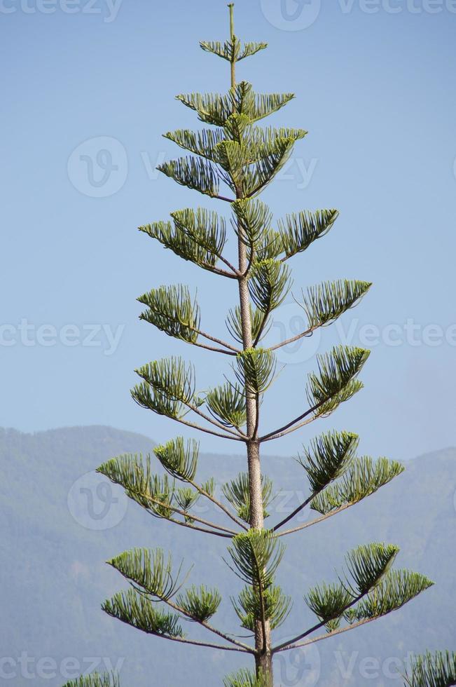 green araucaria against the blue sky and mountains in Tenerife Spain photo