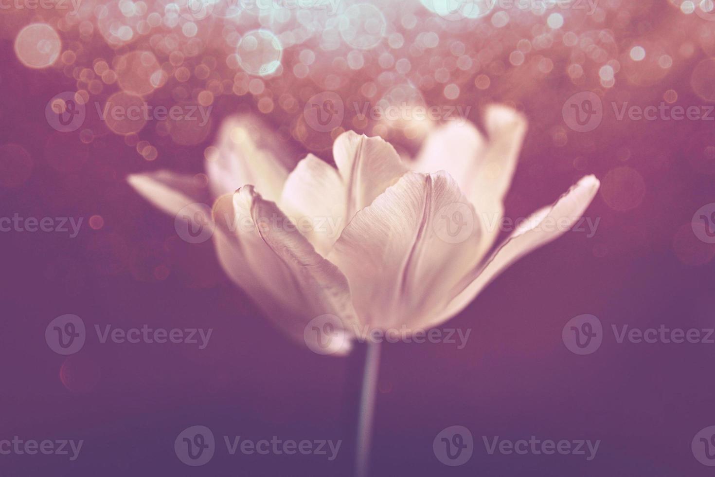 delicate spring yellow single tulip in close-up on background with bokeh photo