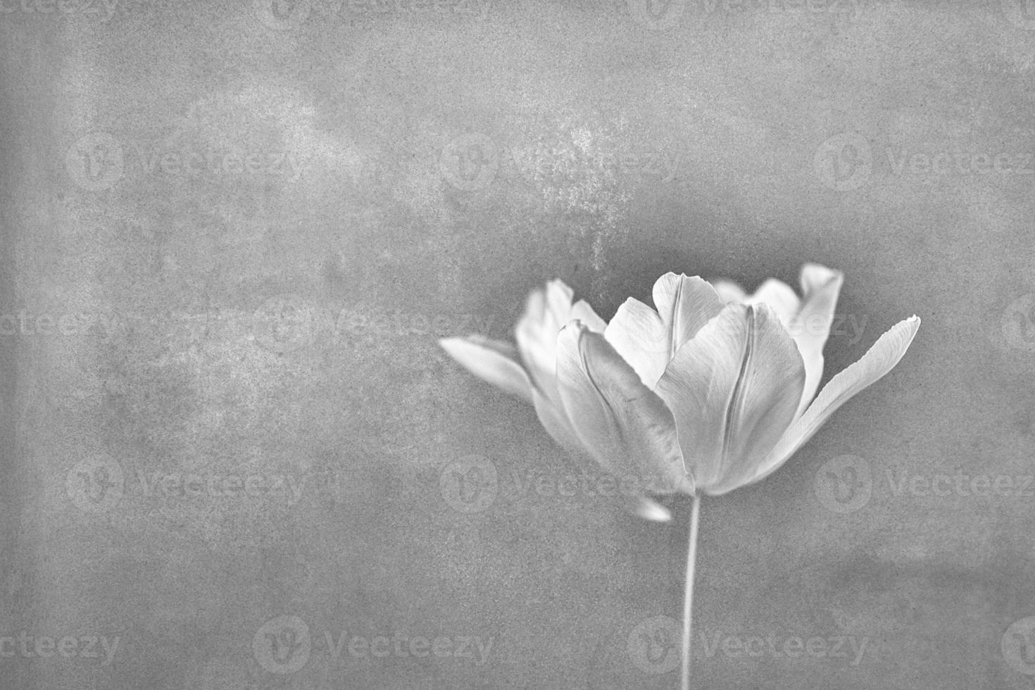 delicate spring yellow single tulip in close-up on black-white background photo