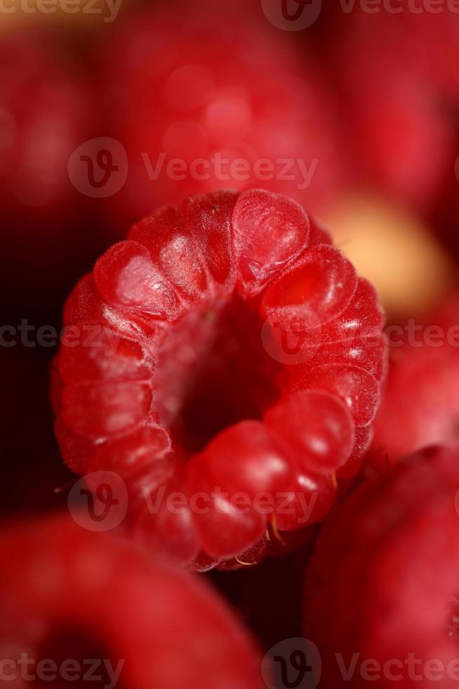 Background of ripe red raspberries fruits natural healthy vitamins power big size high quality botanical print rubus phoenicolasius family rosaceae photo