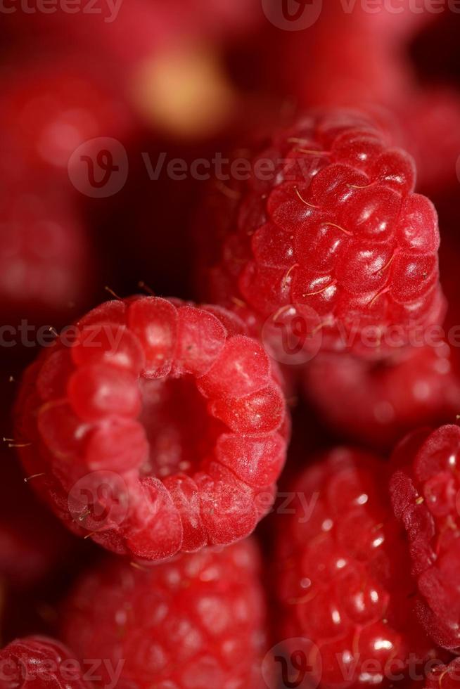 antecedentes de maduro rojo frambuesas frutas natural sano vitaminas poder grande Talla alto calidad botánico impresión rubus Phoenicolasius familia rosaceae foto