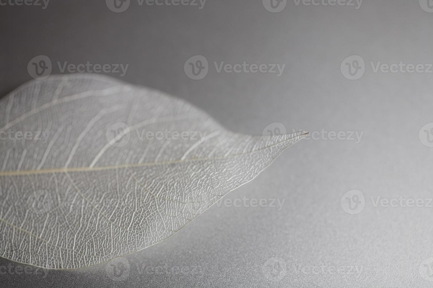 white openwork leaf close-up interesting original background photo