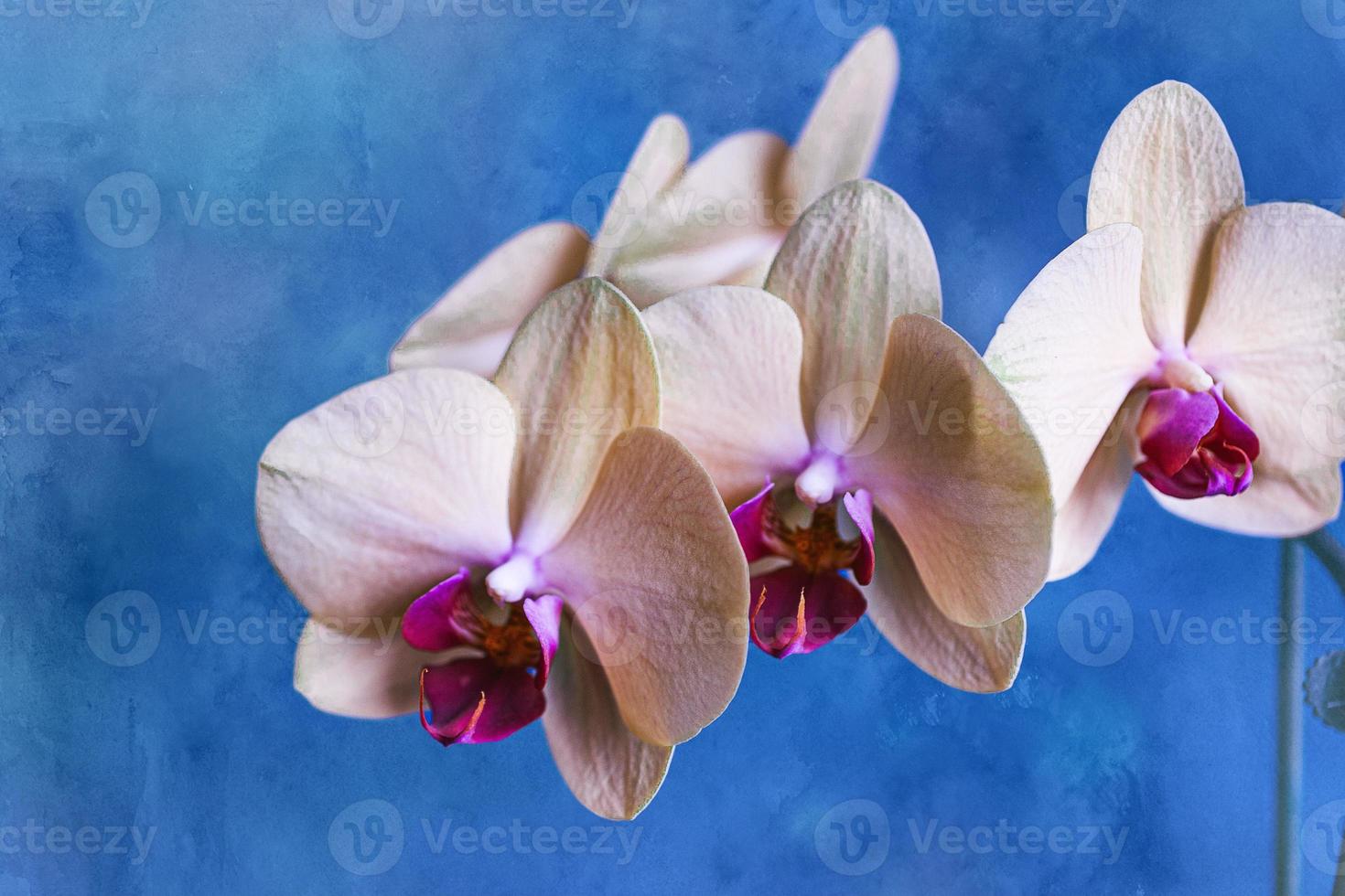 yellow orchid on a blue background in close-up photo