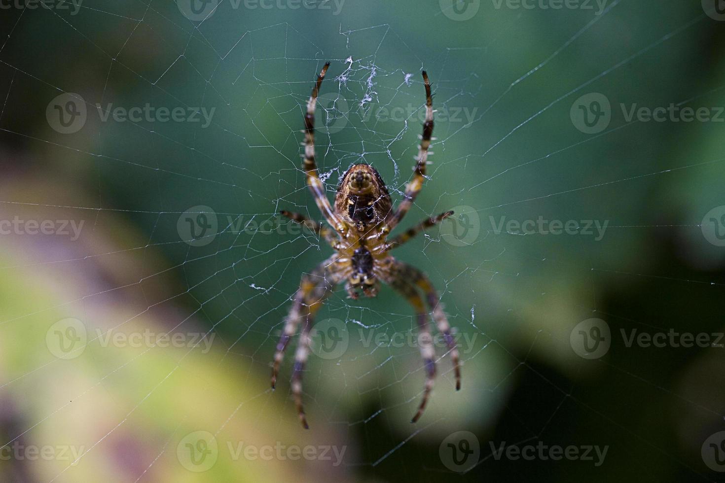 big spider on a cobweb in a natural forest environment photo