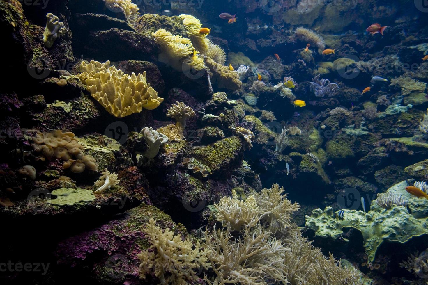 large interior of the aquarium on the Spanish island of Tenerife in Loro Park photo