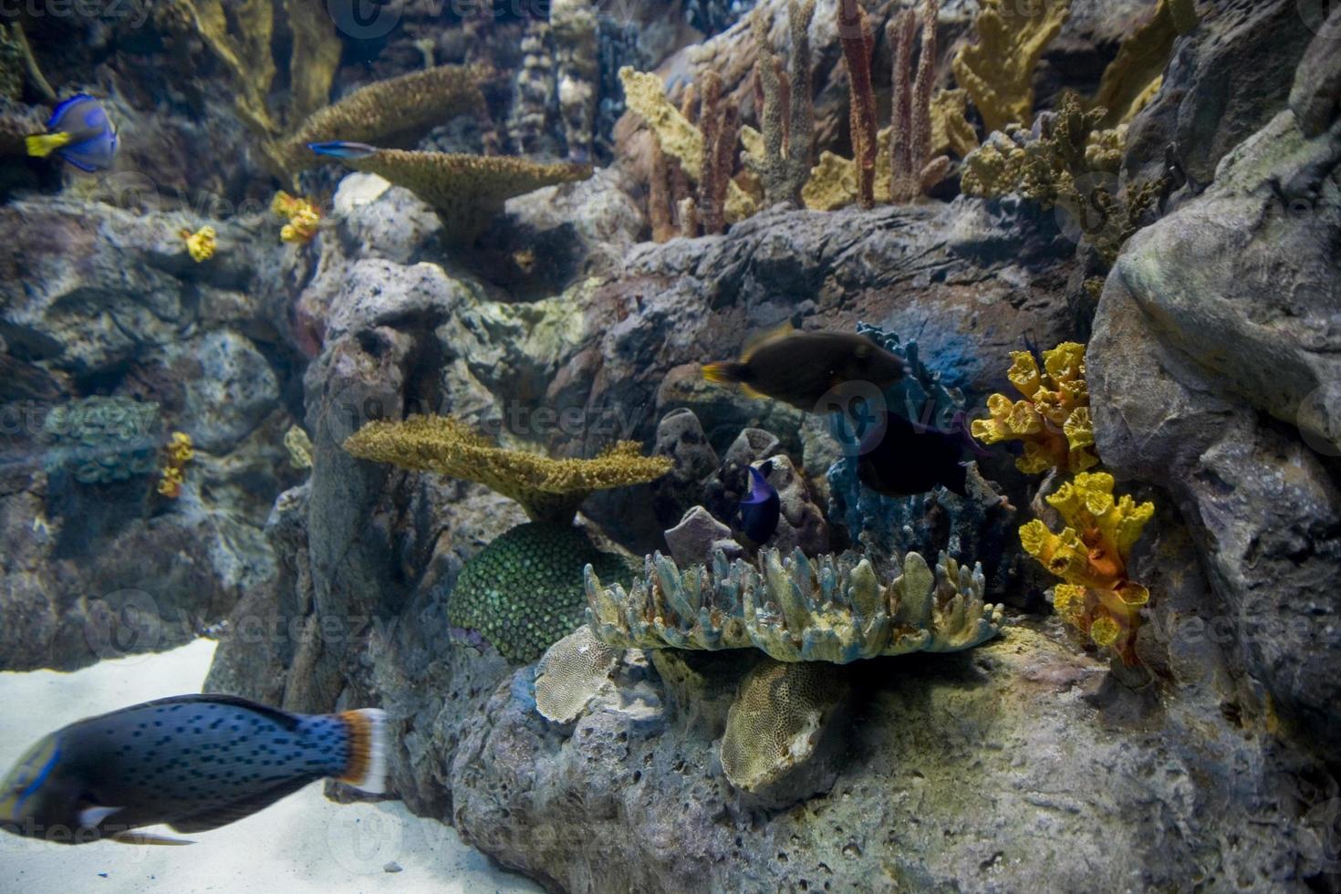 large interior of the aquarium on the Spanish island of Tenerife in Loro Park photo