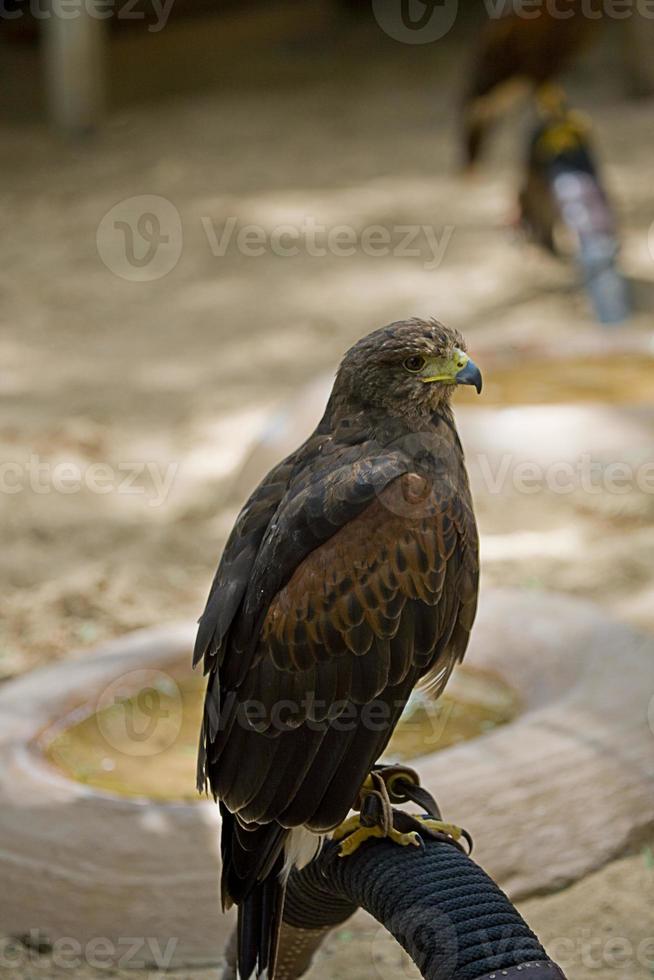 marrón halcón pájaro de presa de cerca foto