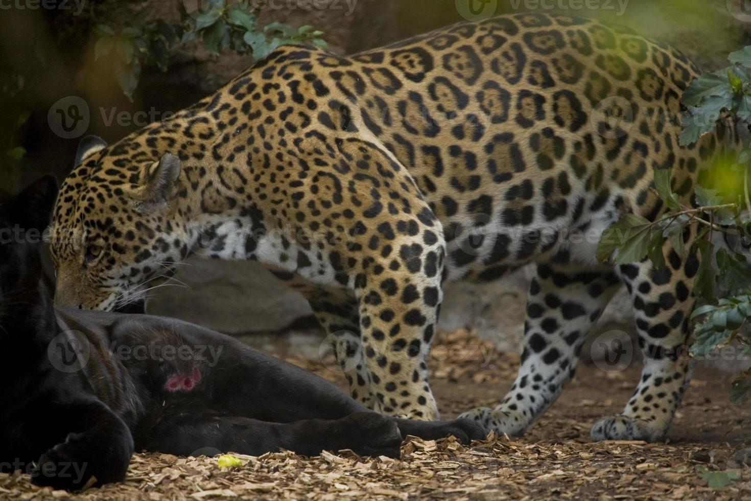 adult leopard lying in the zoo garden photo