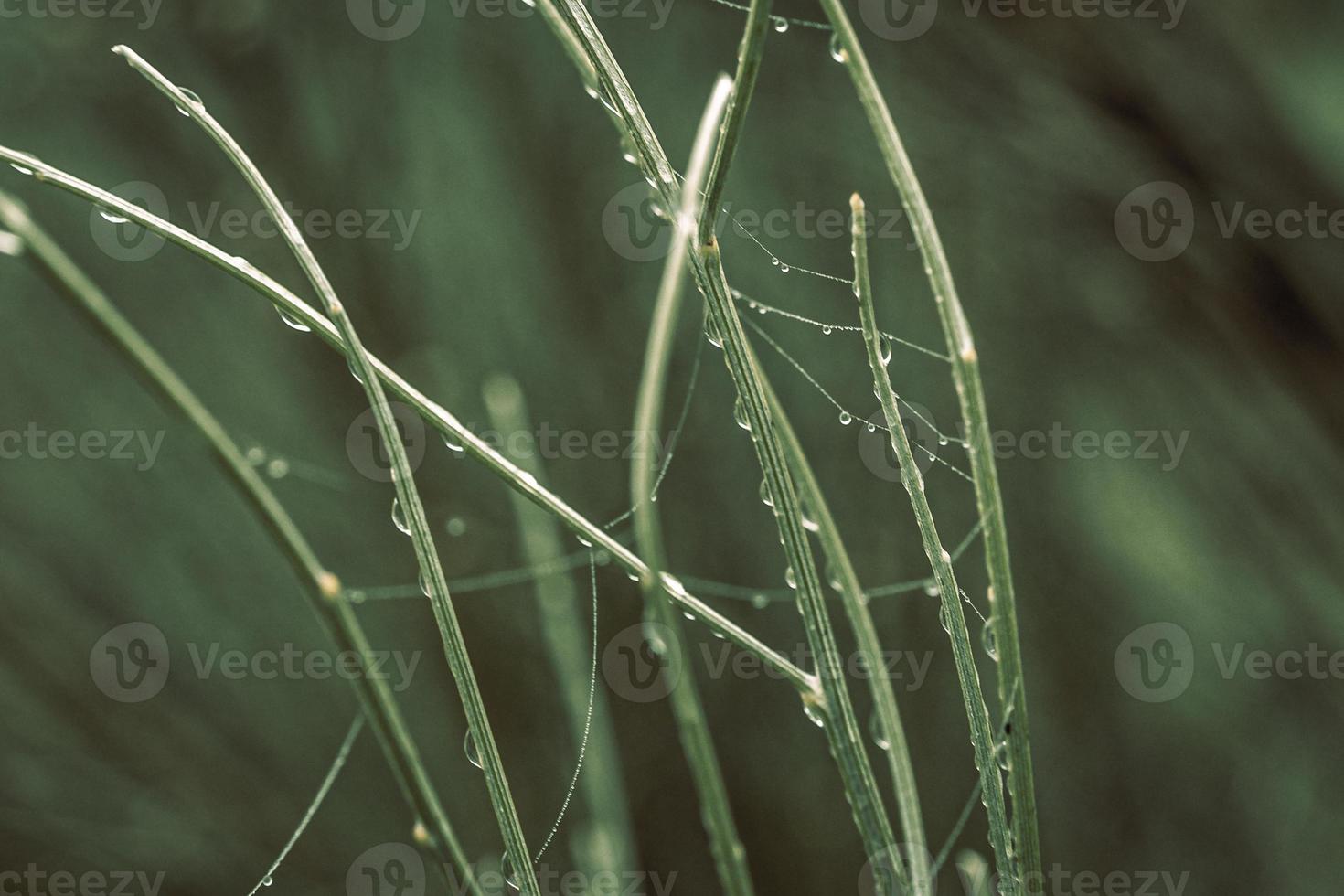 little delicate water drops on a spider web in close-up on a foggy day photo
