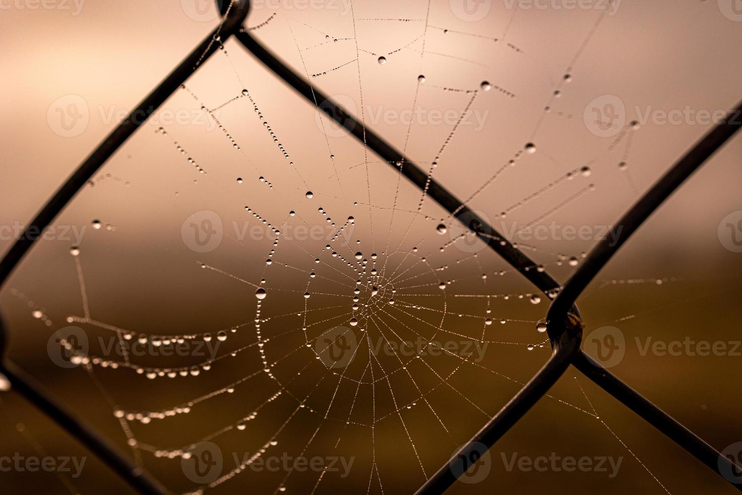 little delicate water drops on a spider web in close-up on a foggy day photo