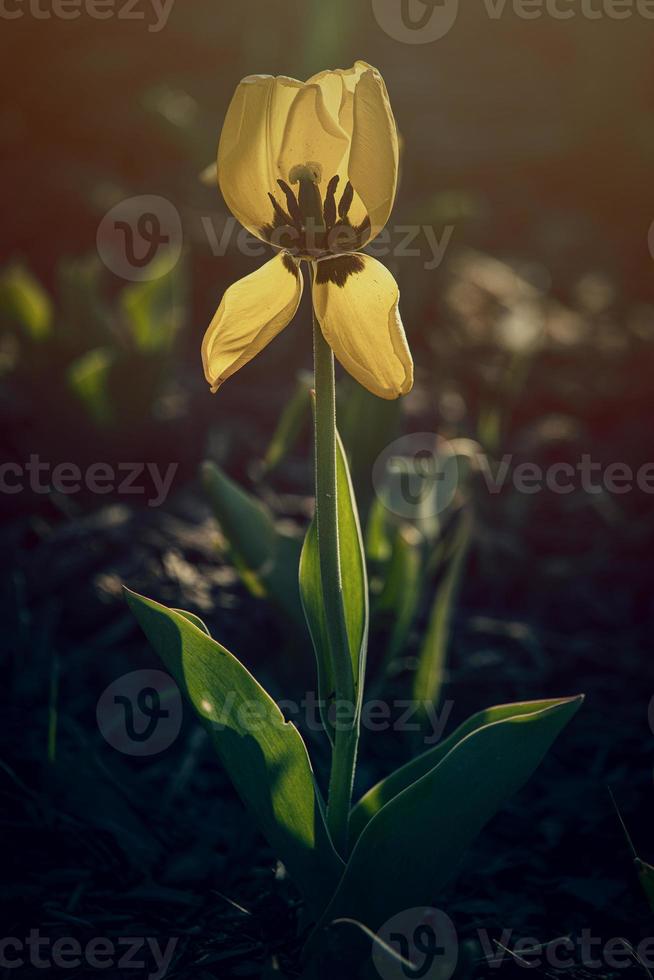 spring tulip growing outside in the garden under the warm rays of the spring sun in closeup photo