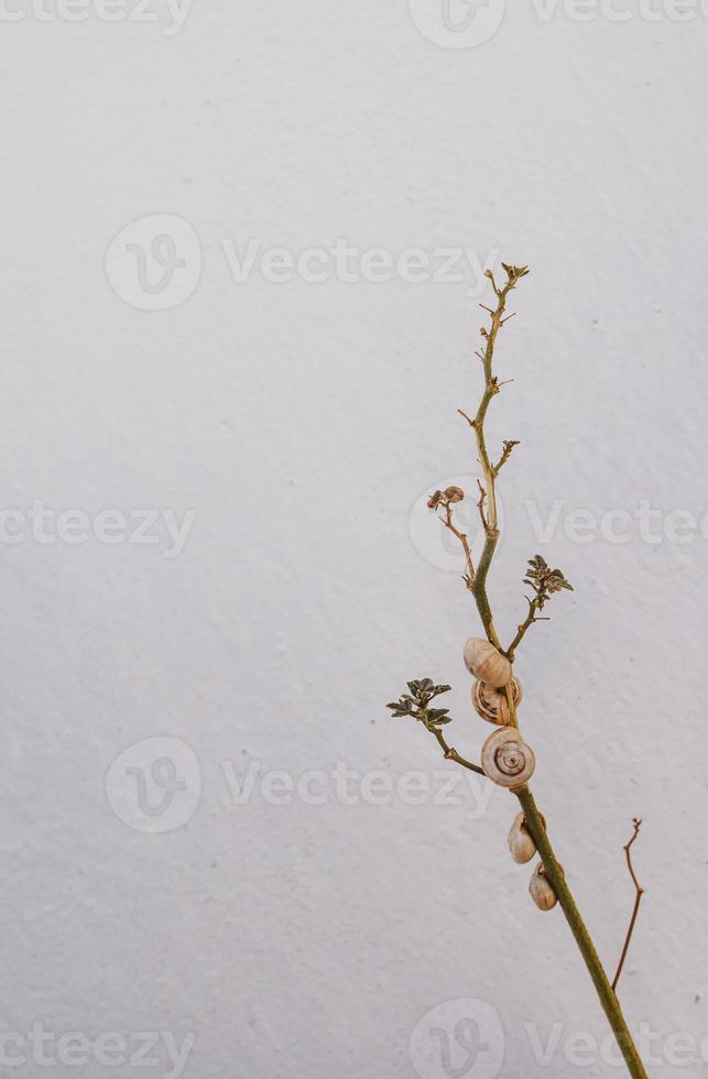 y plant twig with small snails on the background photo