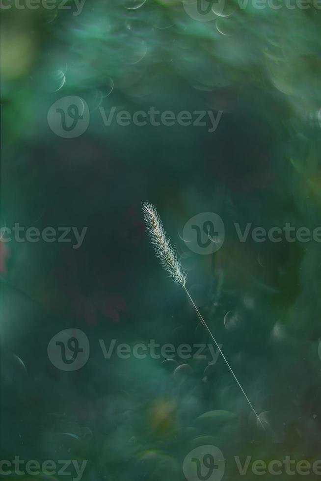 summer grass in a meadow in the warm summer sun on a green background photo