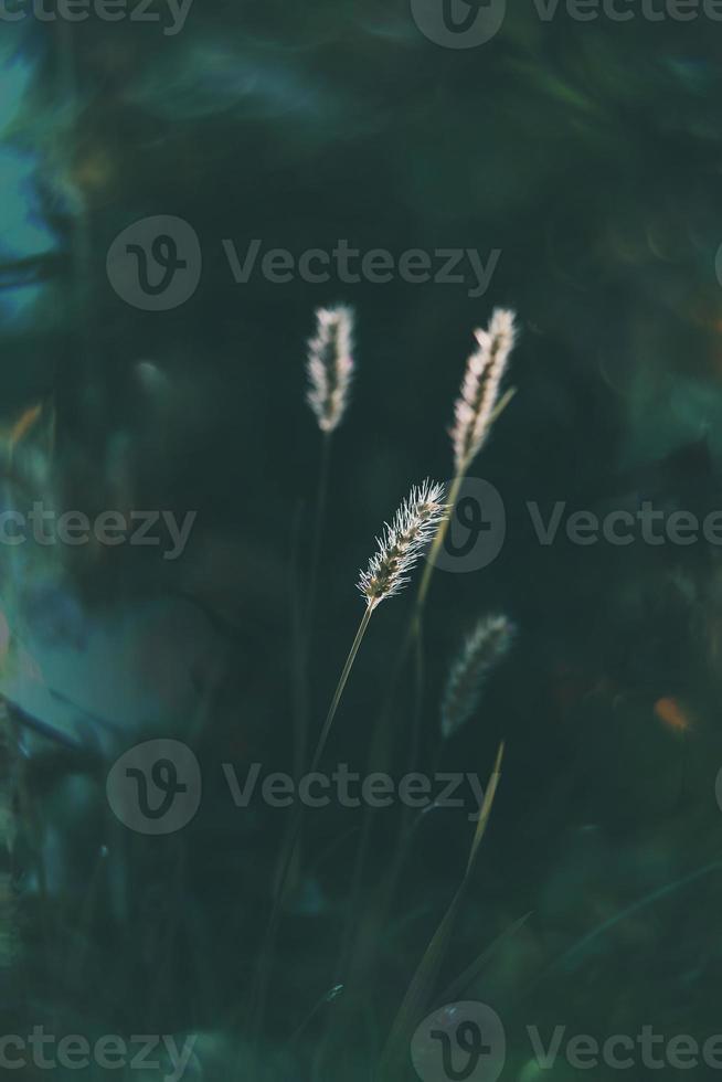 summer grass in a meadow in the warm summer sun on a green background photo