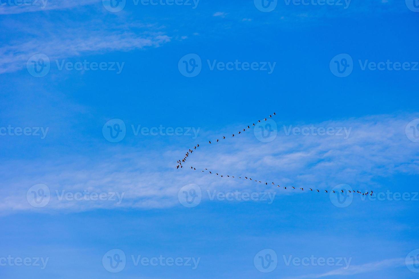 background  flock of black birds in the sky on a white background texture for artwork photo