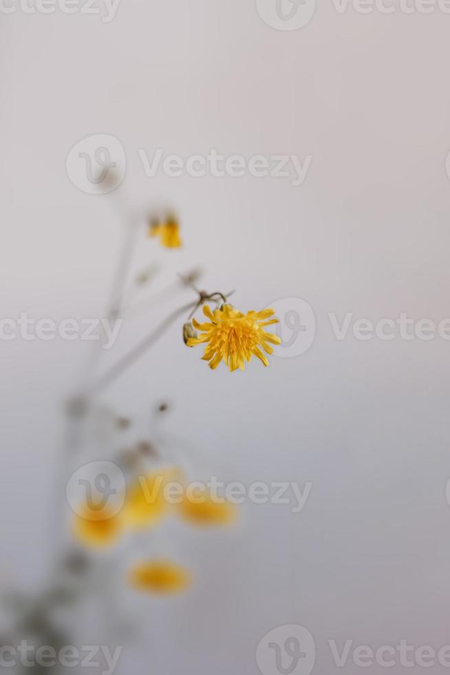 salvaje amarillo flor de un diente de león en un interesante antecedentes foto