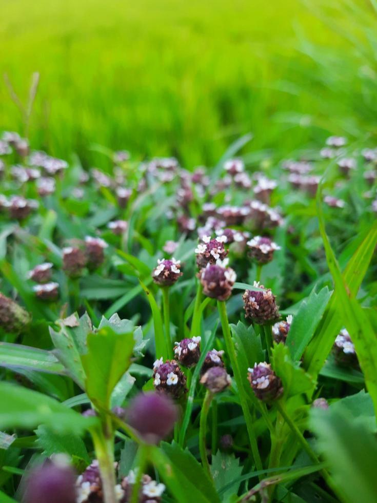 White and purple flowers of the Green Phyla nodiflora plant in a garden photo