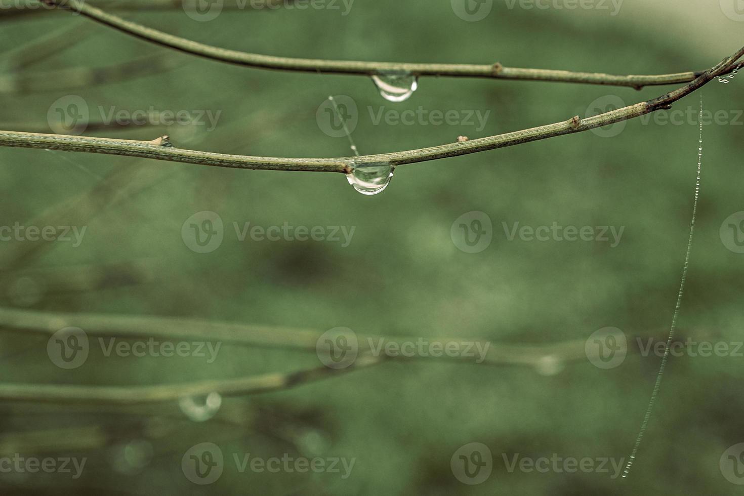 little delicate water drops on a spider web in close-up on a foggy day photo