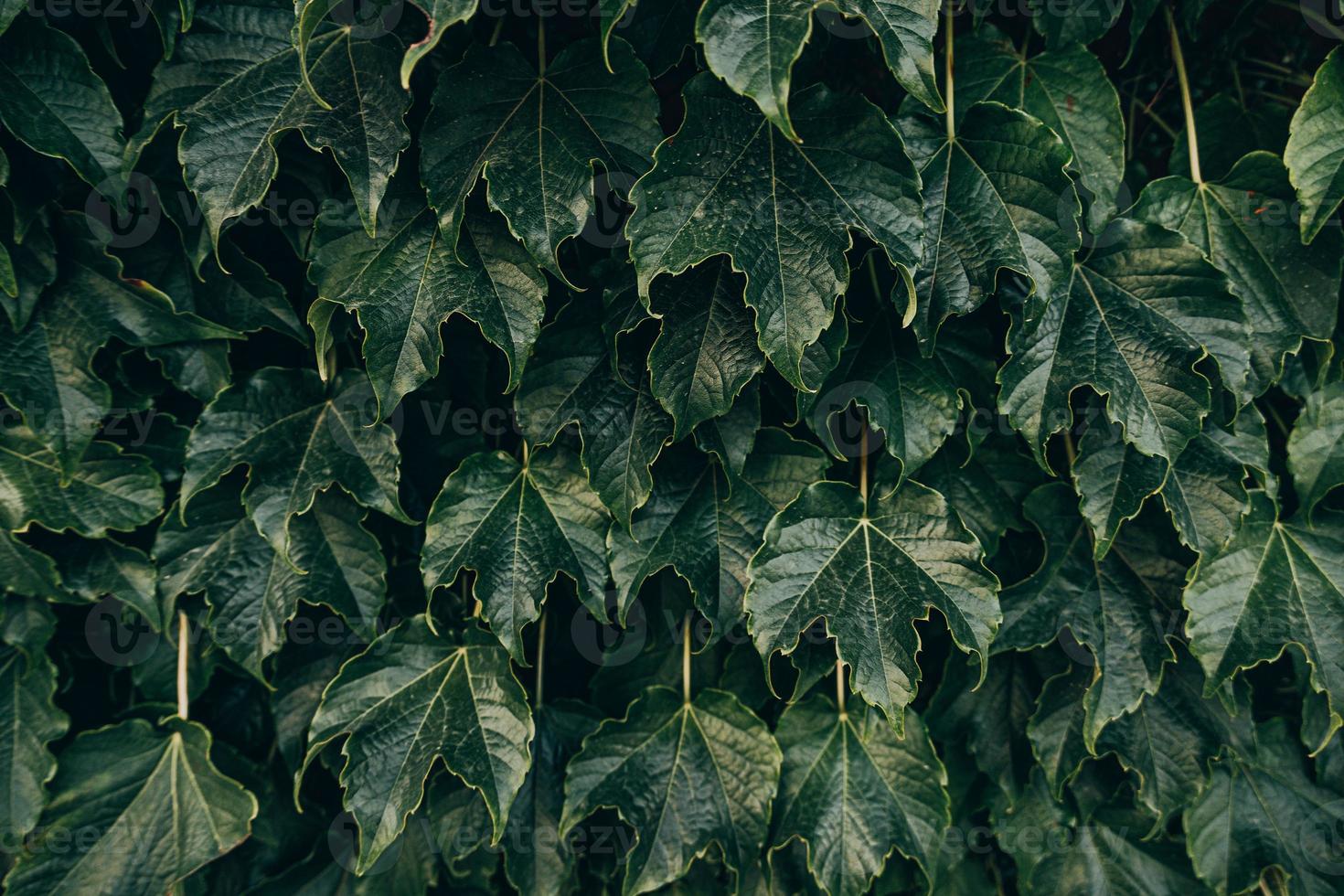 natural oscuro verde antecedentes con uva hojas de cerca foto