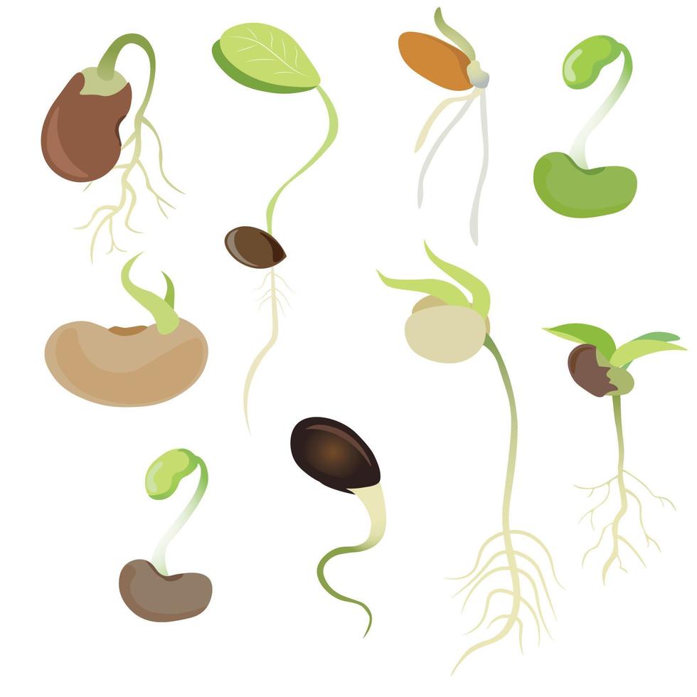 Sprouting seed vector set. Seeds with root sprouting. Sprouts flat vector isolated on white background. Cartoon illustration. Sprouted seeds colection.