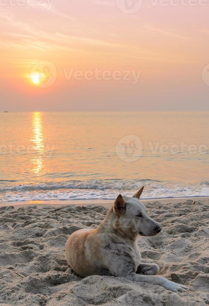 Dog on the beach at sunrise photo