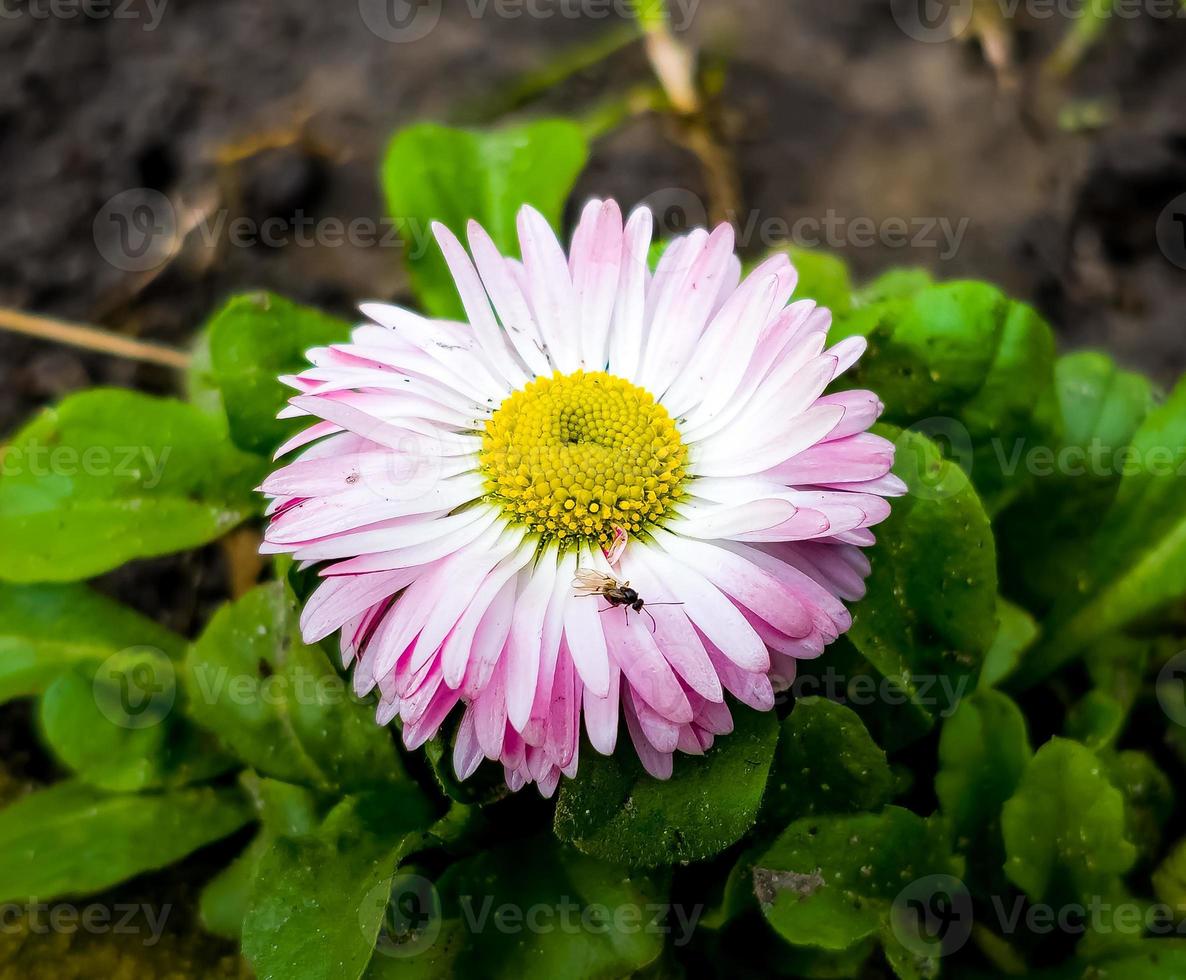 un cerca arriba de un rosado margarita flor en el primavera Brillo Solar foto