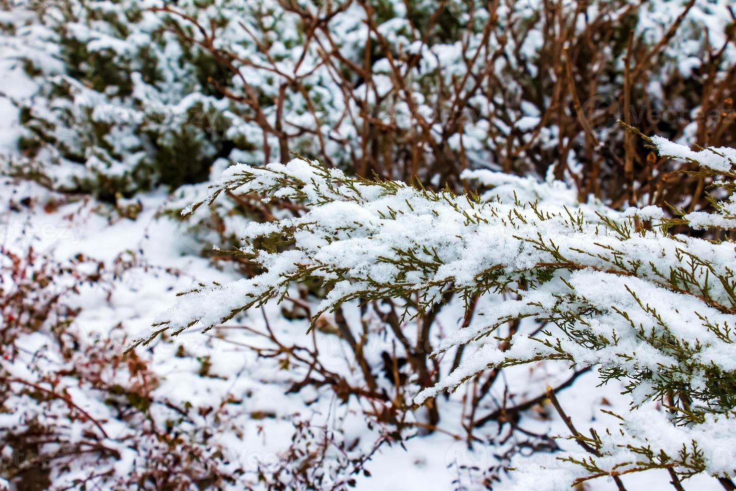 Abstract texture background of Blue Danube juniper plants covered in deep snow in winter, with copy space photo