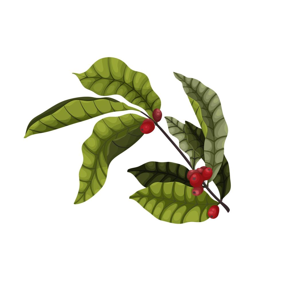 Branch of a coffee tree with red berries and leaves in a cartoon style. Dark green leaves and red coffee berries for packaging and advertising design. vector