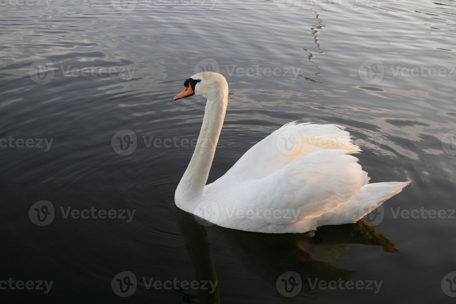 blanco mudo cisne flotante en el agua foto