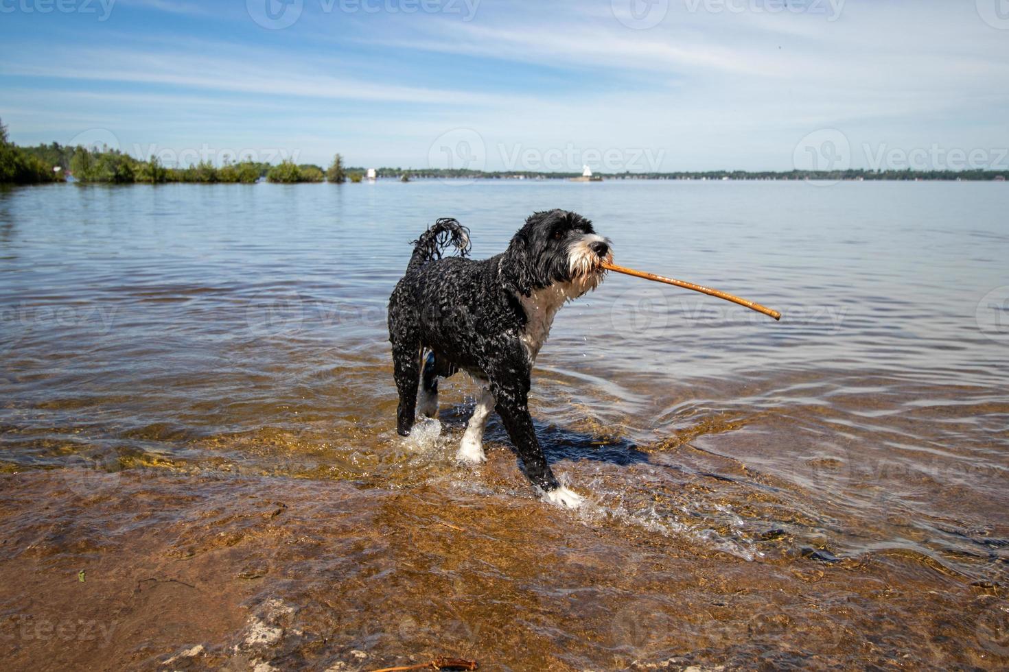 Portuguese Water Dog playing with a stick in the water photo