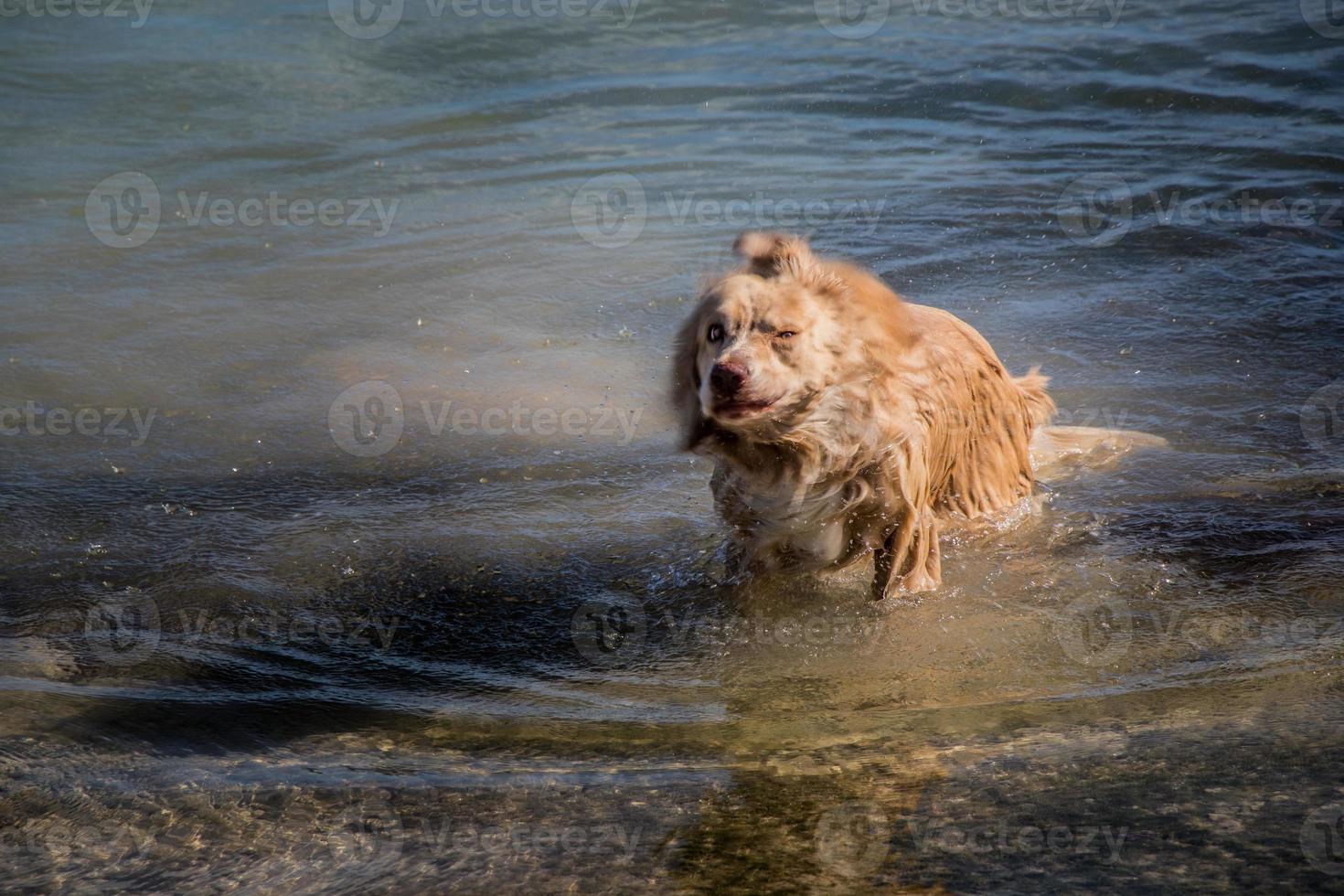 Dog not too sure about salt water in the ocean photo