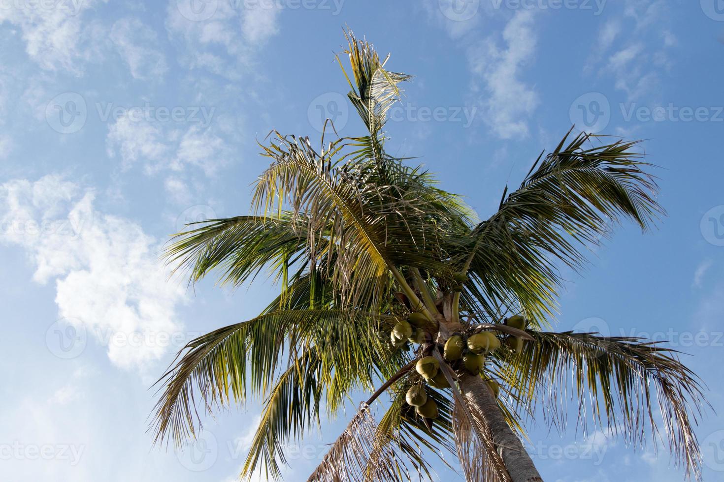 Palm Tree in the sky photo