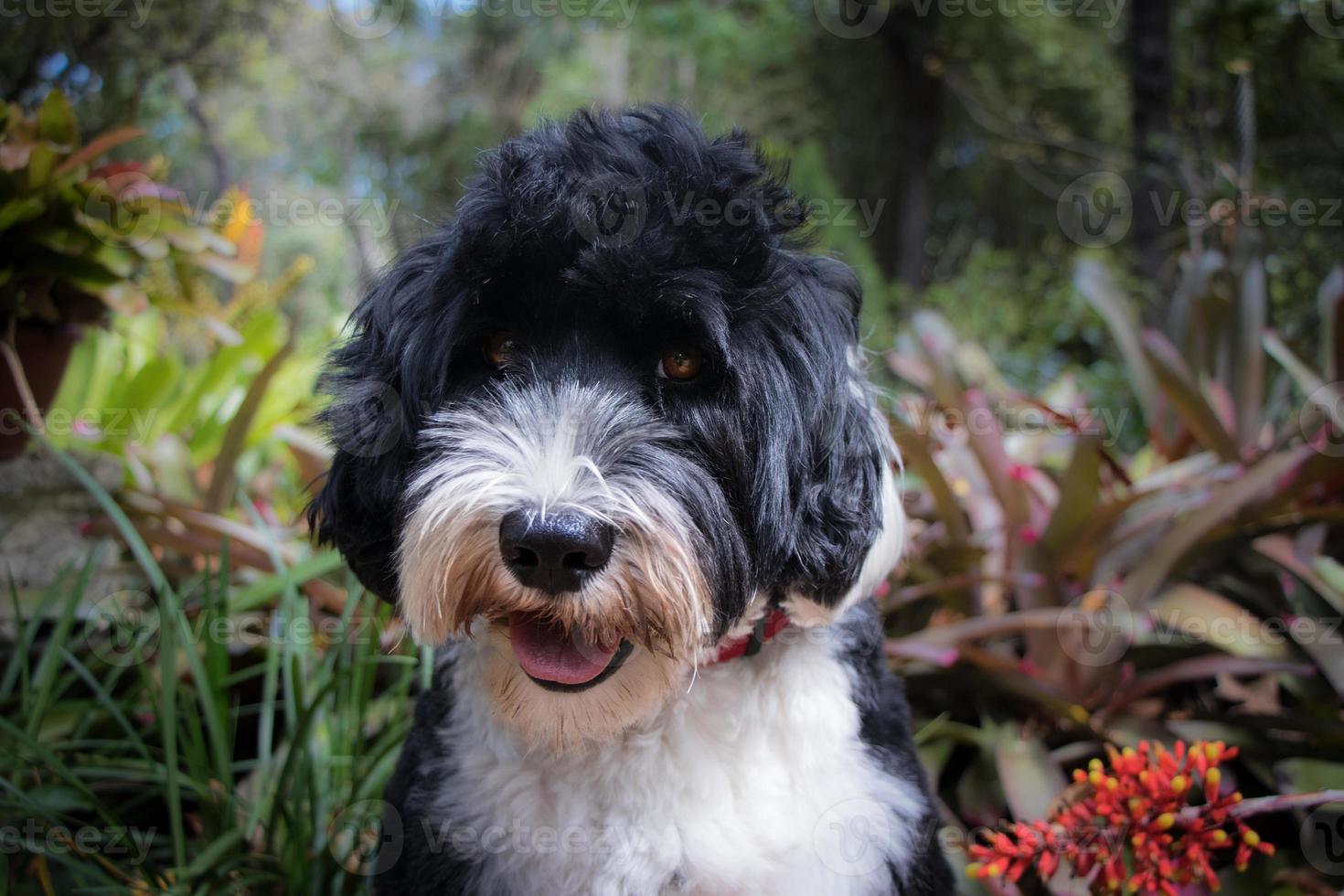 dog in a botanical garden photo