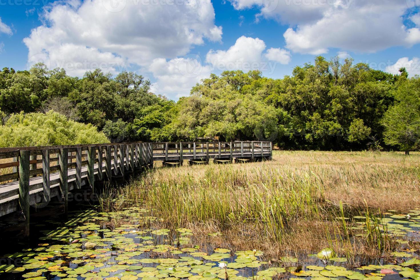 boardwalk through the marsh photo