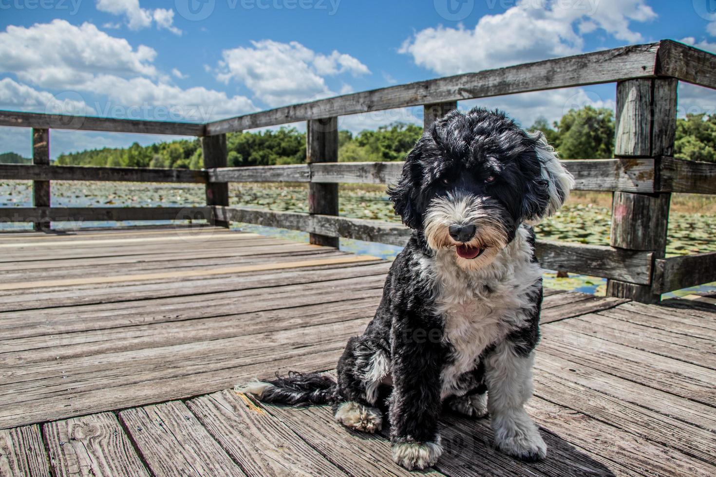 puppy sitting on the boardwalk photo