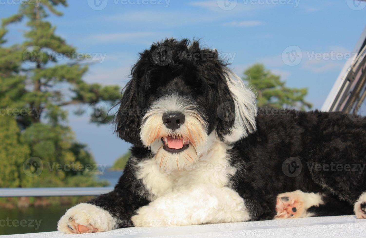 Black and white Portuguese Water Dog lounging on a boat on the lake photo